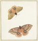 Two butterflies - Paulus Knogh — artwork view
