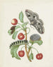 Metamorphosis of a Small Emperor Butterfly - Dorothea Maria Gsell — artwork view