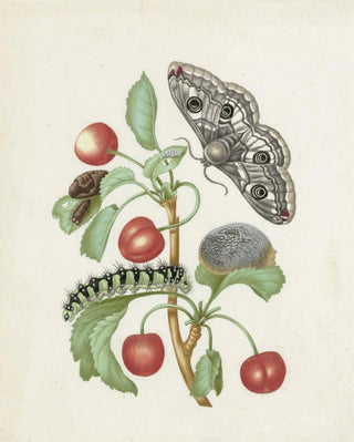 Metamorphosis of a Small Emperor Butterfly - Dorothea Maria Gsell — artwork view