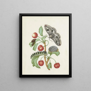 Metamorphosis of a Small Emperor Butterfly - Dorothea Maria Gsell — framed artwork on a wall