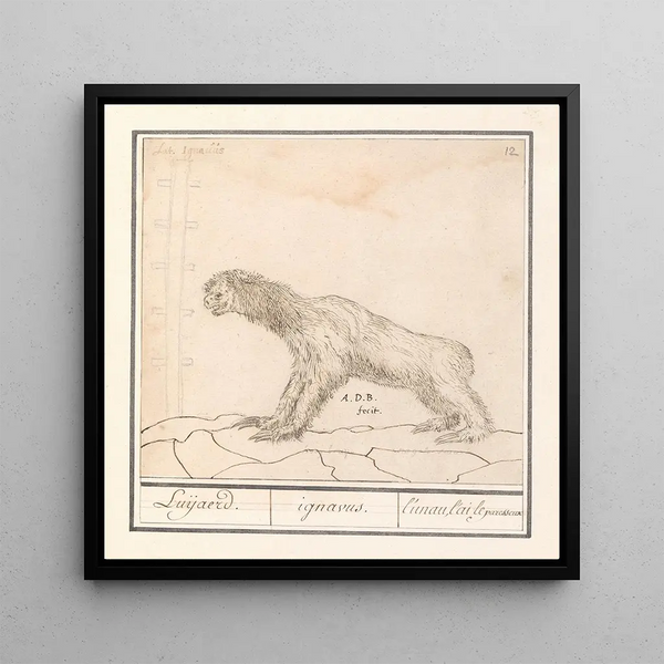 Drievingerige luiaard Bradypus Luijaerd ignavus lunau lai le paresseux - Anselmus Botius de Boodt — framed artwork on a wall