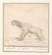 Drievingerige luiaard Bradypus Luijaerd ignavus lunau lai le paresseux - Anselmus Botius de Boodt — artwork view