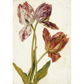 Dutch School - Tulips.webp