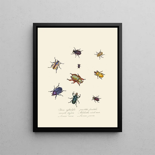 A summary of the natural history of insects from New Holland New Zealand Pl01 - Edward Donovan — framed artwork on a wall