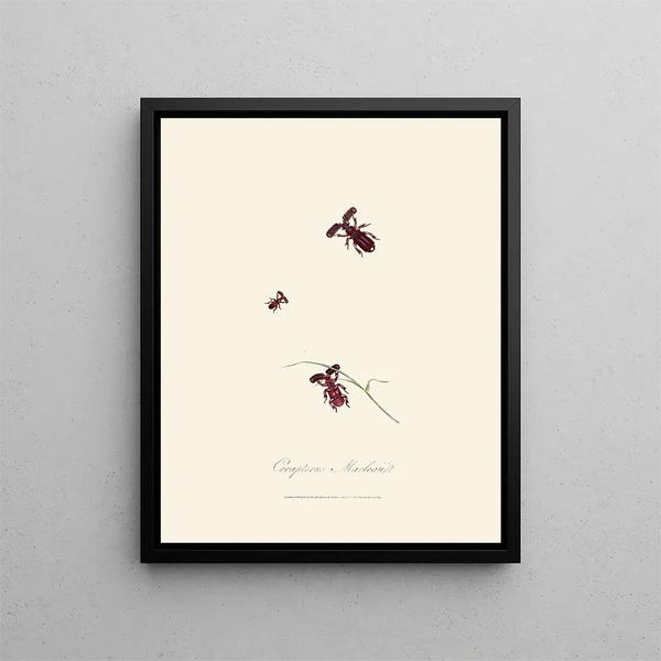 A summary of the natural history of insects from New Holland New Zealand Pl02 - Edward Donovan — framed artwork on a wall