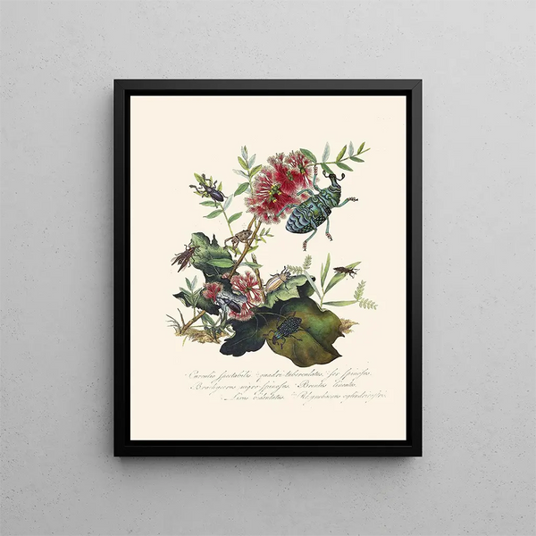 A summary of the natural history of insects from New Holland New Zealand Pl03 - Edward Donovan — framed artwork on a wall