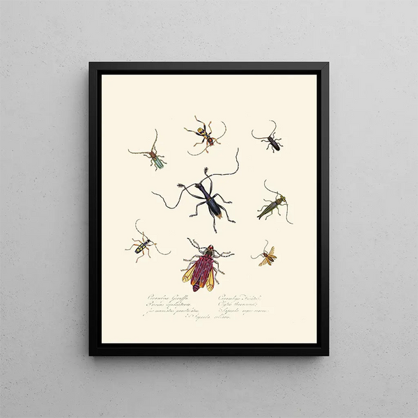 A summary of the natural history of insects from New Holland New Zealand Pl04 - Edward Donovan — framed artwork on a wall