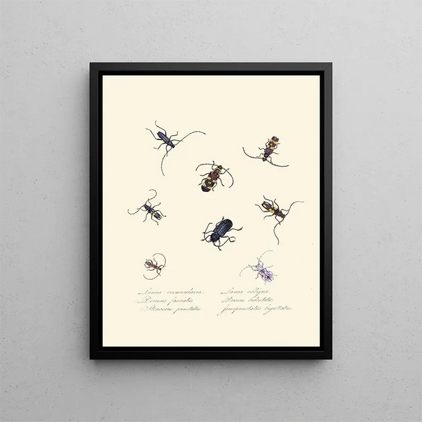 A summary of the natural history of insects from New Holland New Zealand Pl05 - Edward Donovan — framed artwork on a wall