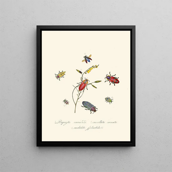 A summary of the natural history of insects from New Holland New Zealand Pl06 - Edward Donovan — framed artwork on a wall