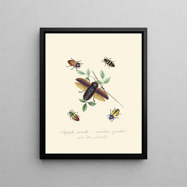 A summary of the natural history of insects from New Holland New Zealand Pl07 - Edward Donovan — framed artwork on a wall