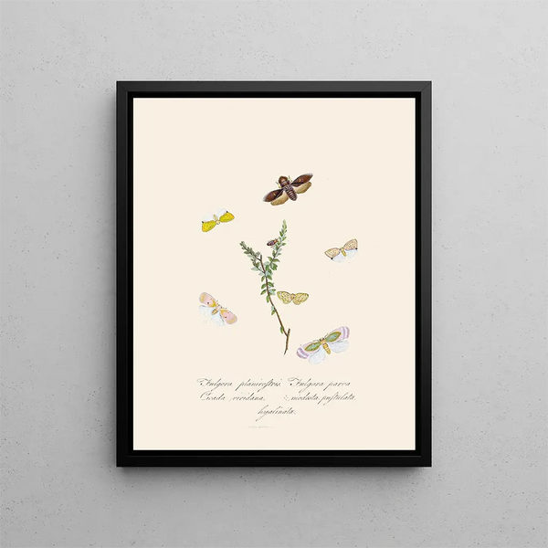 A summary of the natural history of insects from New Holland New Zealand Pl08 - Edward Donovan — framed artwork on a wall
