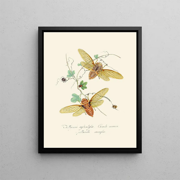 A summary of the natural history of insects from New Holland New Zealand Pl09 - Edward Donovan — framed artwork on a wall