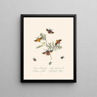 A summary of the natural history of insects from New Holland New Zealand Pl10 - Edward Donovan — framed artwork on a wall