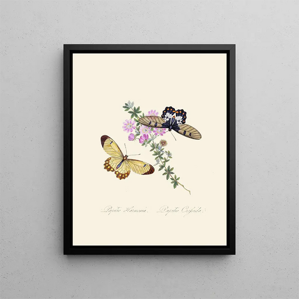 A summary of the natural history of insects from New Holland New Zealand Pl11 - Edward Donovan — framed artwork on a wall
