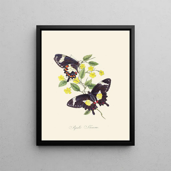A summary of the natural history of insects from New Holland New Zealand Pl12 - Edward Donovan — framed artwork on a wall