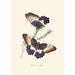 the summarized history of insects from New Holland and New Zealand Pl13 - Edward Donovan — artwork view
