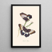 the summarized history of insects from New Holland and New Zealand Pl13 - Edward Donovan — framed artwork on a wall
