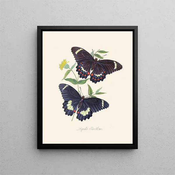 A summary of the natural history of insects from New Holland New Zealand Pl14 - Edward Donovan — framed artwork on a wall