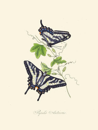 A summary of the natural history of insects from New Holland New Zealand Pl15 - Edward Donovan — artwork view