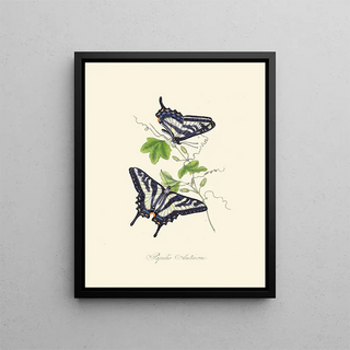 A summary of the natural history of insects from New Holland New Zealand Pl15 - Edward Donovan — framed artwork on a wall