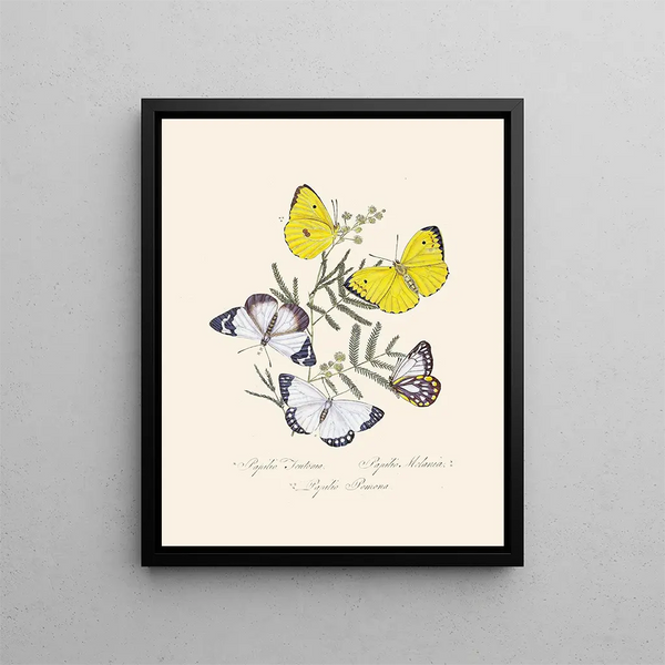 A summary of the natural history of insects from New Holland New Zealand Pl16 - Edward Donovan — framed artwork on a wall
