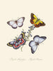 A summary of the natural history of insects from New Holland New Zealand Pl17 - Edward Donovan — artwork view