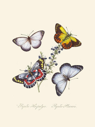 A summary of the natural history of insects from New Holland New Zealand Pl17 - Edward Donovan — artwork view