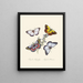 A summary of the natural history of insects from New Holland New Zealand Pl17 - Edward Donovan — framed artwork on a wall