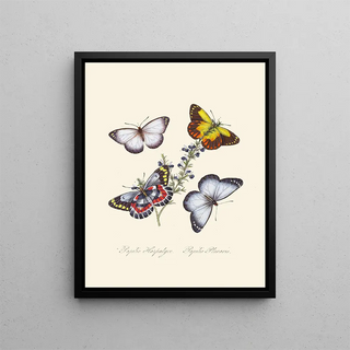 A summary of the natural history of insects from New Holland New Zealand Pl17 - Edward Donovan — framed artwork on a wall