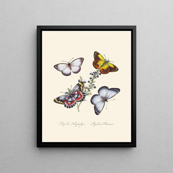 A summary of the natural history of insects from New Holland New Zealand Pl17 - Edward Donovan — framed artwork on a wall