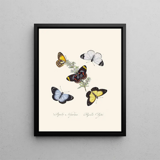 A summary of the natural history of insects from New Holland New Zealand Pl18 - Edward Donovan — framed artwork on a wall