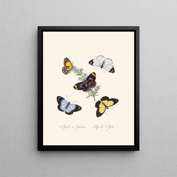 A summary of the natural history of insects from New Holland New Zealand Pl18 - Edward Donovan — framed artwork on a wall