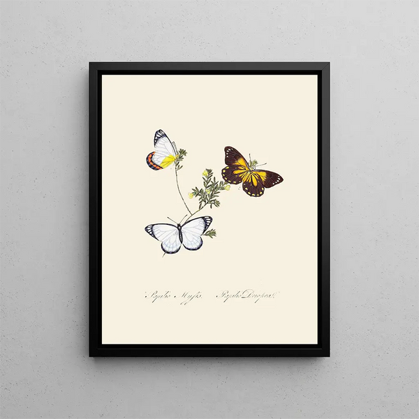 A summary of the natural history of insects from New Holland New Zealand Pl20 - Edward Donovan — framed artwork on a wall