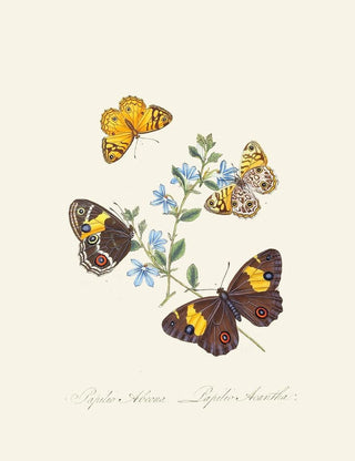 A summary of the natural history of insects from New Holland New Zealand Pl21 - Edward Donovan — artwork view