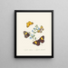 A summary of the natural history of insects from New Holland New Zealand Pl21 - Edward Donovan — framed artwork on a wall