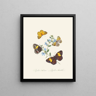 A summary of the natural history of insects from New Holland New Zealand Pl21 - Edward Donovan — framed artwork on a wall