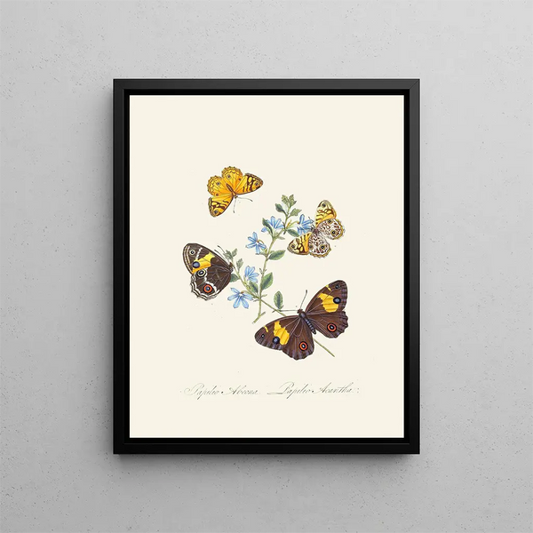 A summary of the natural history of insects from New Holland New Zealand Pl21 - Edward Donovan — framed artwork on a wall