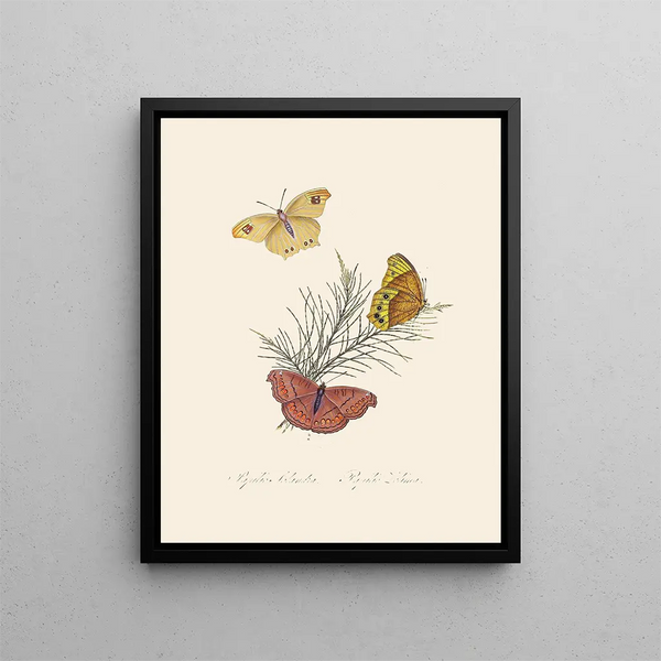 A summary of the natural history of insects from New Holland New Zealand Pl22 - Edward Donovan — framed artwork on a wall