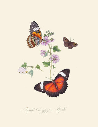 A summary of the natural history of insects from New Holland New Zealand Pl23 - Edward Donovan — artwork view