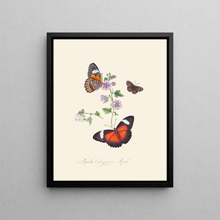 A summary of the natural history of insects from New Holland New Zealand Pl23 - Edward Donovan — framed artwork on a wall