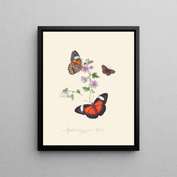 A summary of the natural history of insects from New Holland New Zealand Pl23 - Edward Donovan — framed artwork on a wall