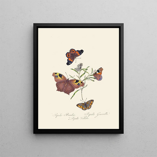 A summary of the natural history of insects from New Holland New Zealand Pl24 - Edward Donovan — framed artwork on a wall