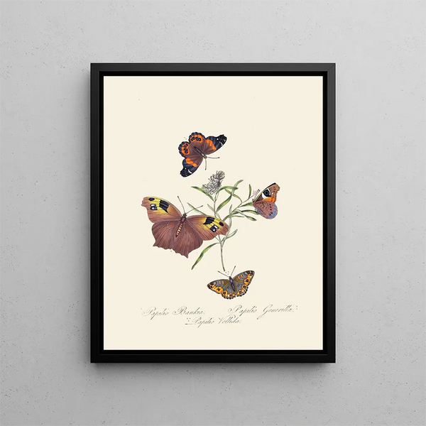 A summary of the natural history of insects from New Holland New Zealand Pl24 - Edward Donovan — framed artwork on a wall