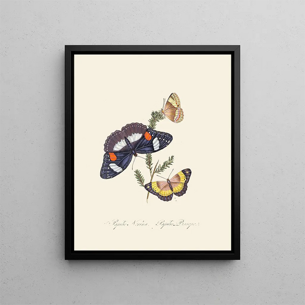 A summary of the natural history of insects from New Holland New Zealand Pl26 - Edward Donovan — framed artwork on a wall