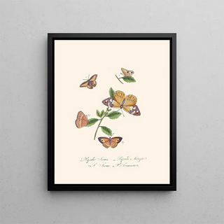 A summary of the natural history of insects from New Holland New Zealand Pl27 - Edward Donovan — framed artwork on a wall