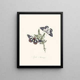 A summary of the natural history of insects from New Holland New Zealand Pl28 - Edward Donovan — framed artwork on a wall
