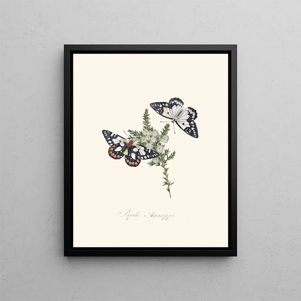 A summary of the natural history of insects from New Holland New Zealand Pl28 - Edward Donovan — framed artwork on a wall