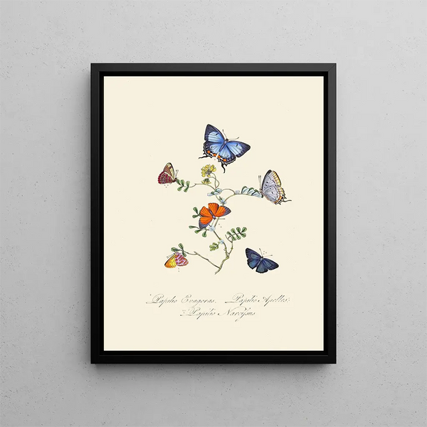 A summary of the natural history of insects from New Holland New Zealand Pl29 - Edward Donovan — framed artwork on a wall