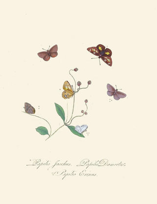 A summary of the natural history of insects from New Holland New Zealand Pl30 - Edward Donovan — artwork view