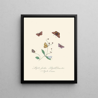 A summary of the natural history of insects from New Holland New Zealand Pl30 - Edward Donovan — framed artwork on a wall